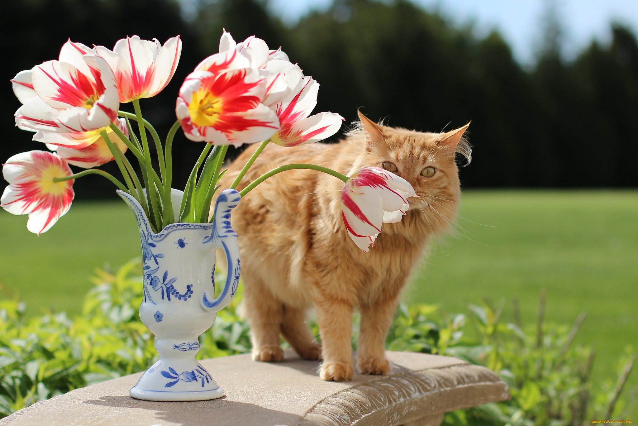 Котик с тюльпанами